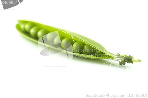 Image of fresh pea