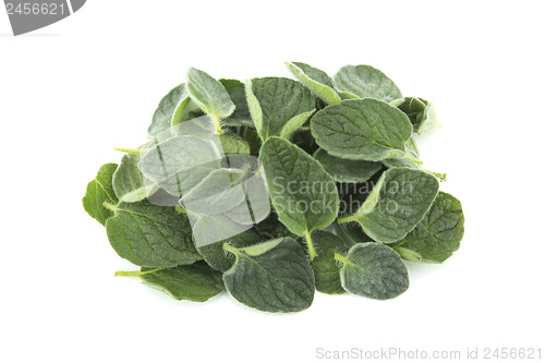 Image of thyme herb