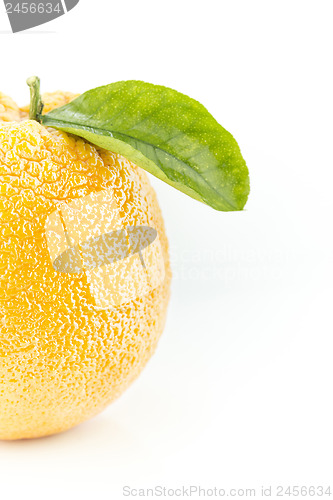 Image of Sweet Orange Fruit with leaves