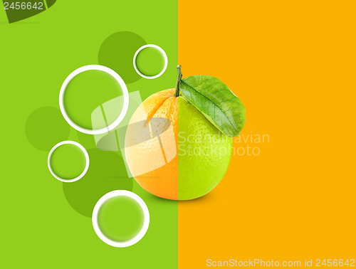 Image of Orange