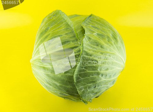 Image of Fresh green cabbage 