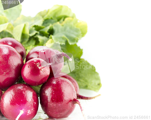 Image of Small garden red radish