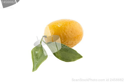 Image of Sweet Small Orange 