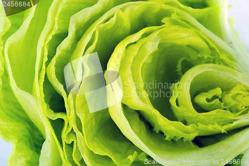 Image of Green Iceberg lettuce