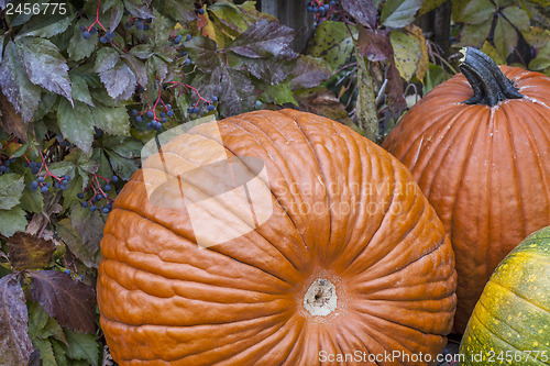 Image of pumpkins and vine