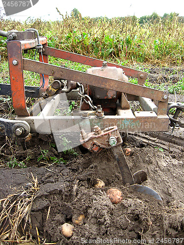 Image of Process of harvesting of a potato