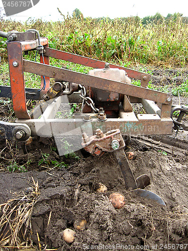 Image of Process of harvesting of a potato
