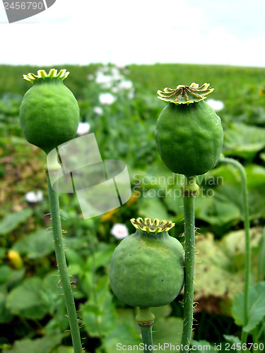 Image of green head of the poppy