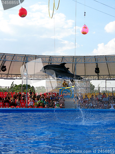 Image of Show with dolphins in delphinariums