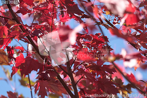 Image of Red leaves blue sky