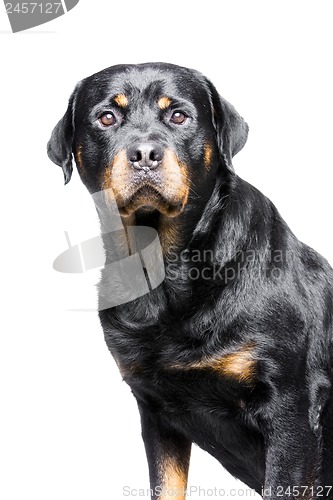 Image of rottweiler dog