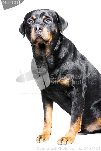 Image of rottweiler dog