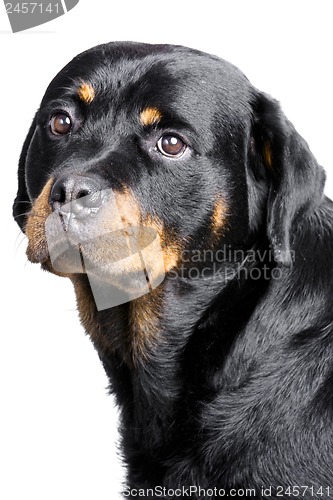 Image of rottweiler dog