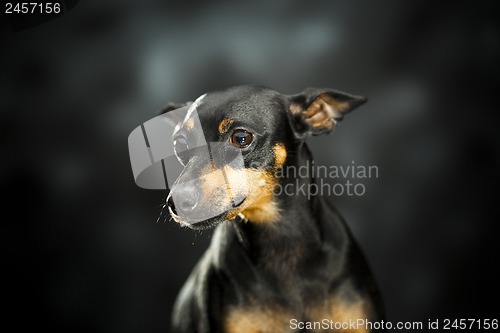Image of little pet