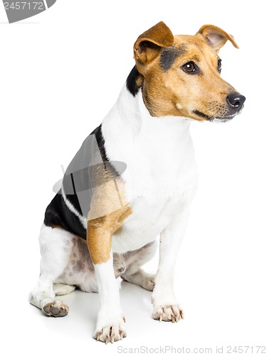 Image of dog on white