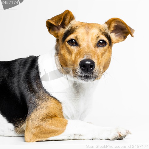 Image of dog on white