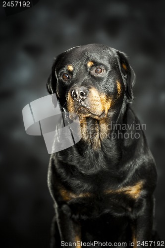 Image of rottweiler on dark
