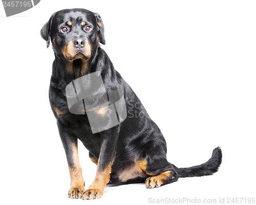 Image of rottweiler dog