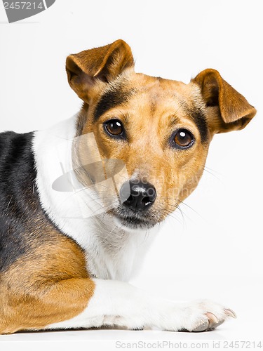 Image of dog on white