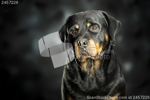 Image of rottweiler on dark