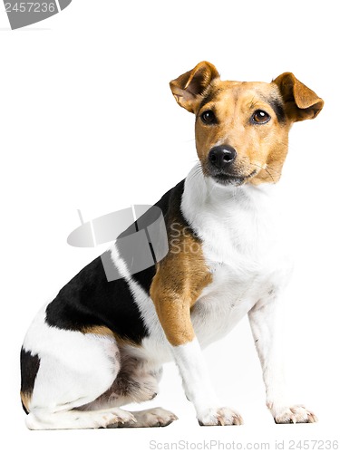 Image of dog on white