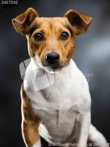 Image of lovely dog