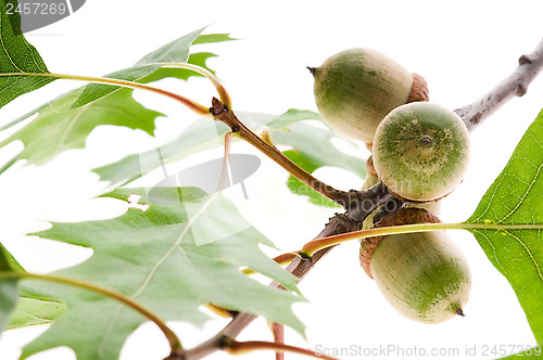 Image of acorn fruits with leaves isolated on white background 