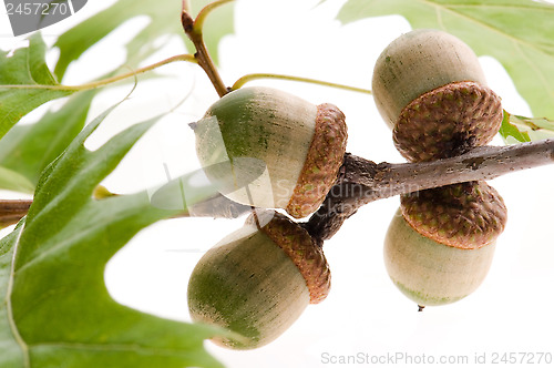 Image of acorn fruits with leaves isolated on white background 