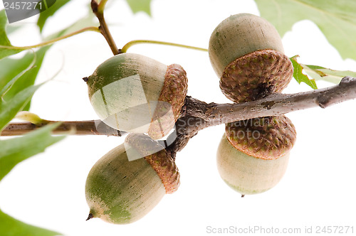 Image of acorn fruits with leaves isolated on white background 