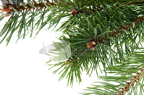 Image of pine branch isolated on white background 
