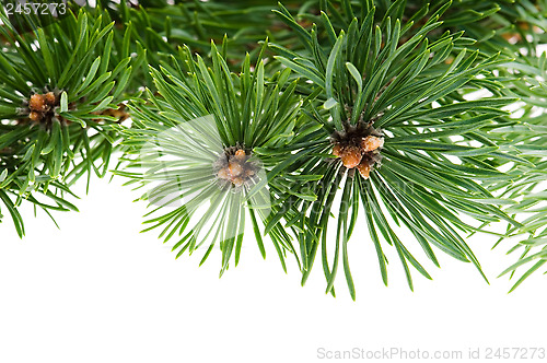 Image of pine branch isolated on white background 