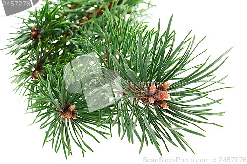 Image of pine branch isolated on white background 