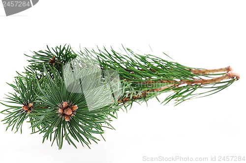 Image of pine branch isolated on white background 