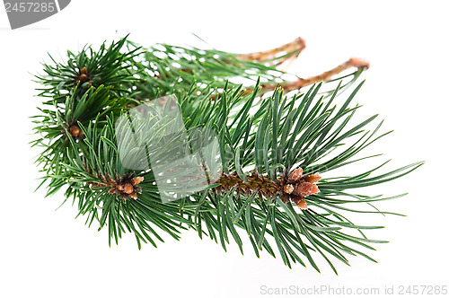 Image of pine branch isolated on white background 