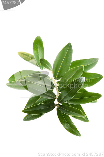 Image of Fresh olive branch leaves isolated on white background 