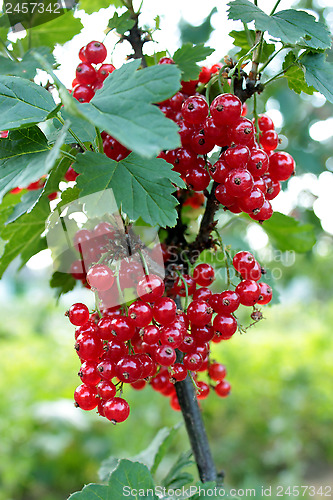 Image of Berry of a red currant on the bush