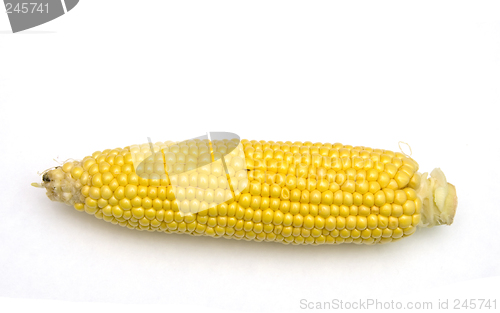 Image of Corn