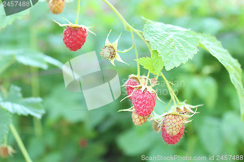 Image of red berries of raspberry