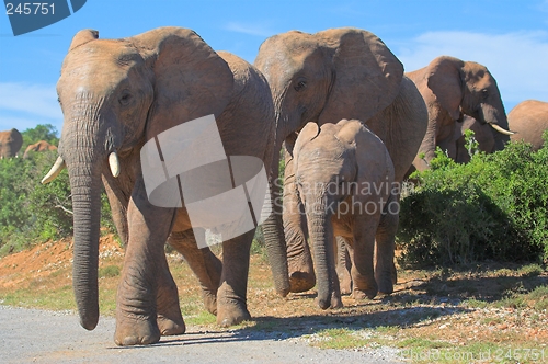 Image of Elephant crossing