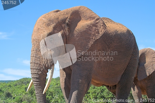 Image of Elephant