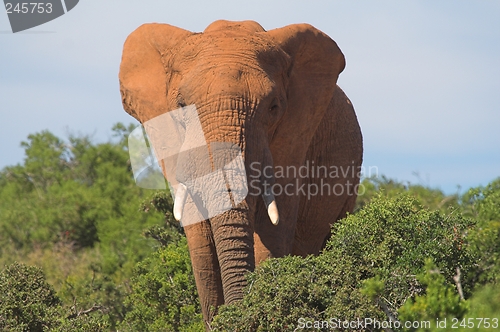 Image of African Elephant