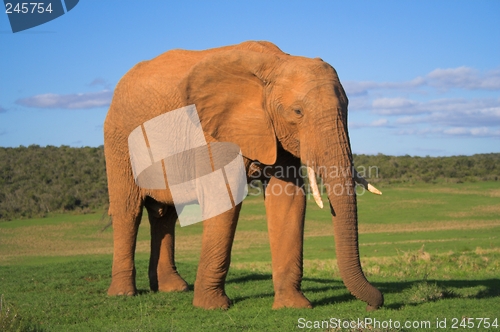 Image of Africa Elephant