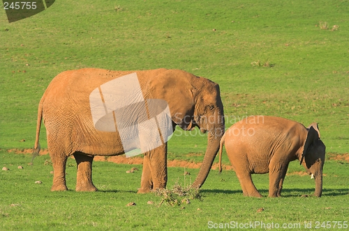 Image of Elephant Family