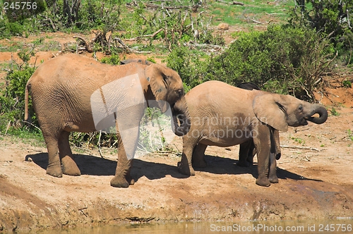 Image of Thirsty Elephants