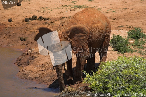 Image of Elephant