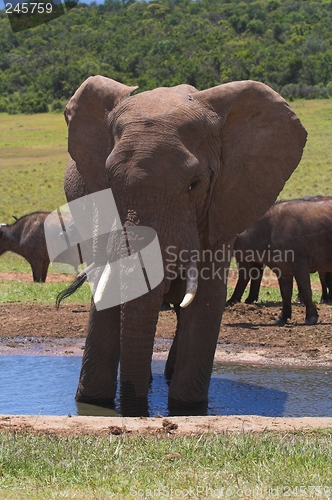 Image of Elephant