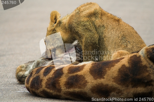 Image of Cub feeding