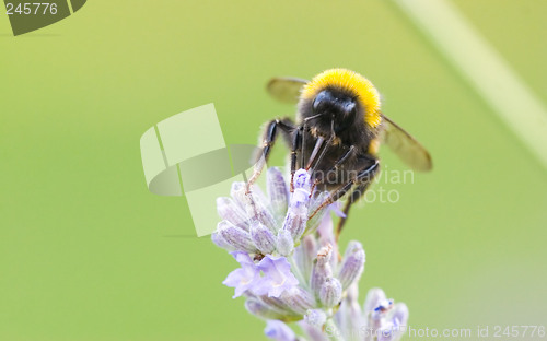 Image of Drinking honey