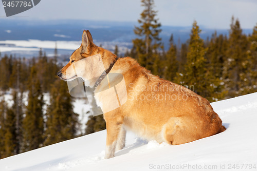 Image of Portrait of a dog in the mountains on the white snow