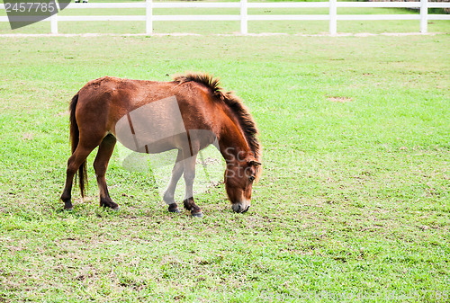 Image of Miniature Horse